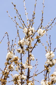 tree with white flowers on the blue backgrounds, note shallow dept of field