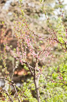 tree with pink blossoms in the city, note shallow depth of field