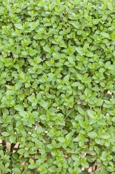 evergreen hedges in the parks, note shallow depth of field