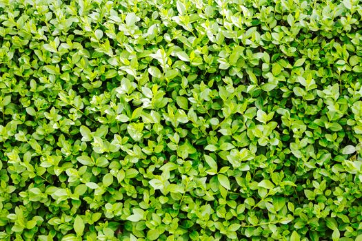 evergreen hedges in the parks, note shallow depth of field