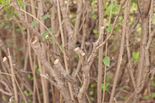 cut  the bare branches of a bush, note shallow depth of field