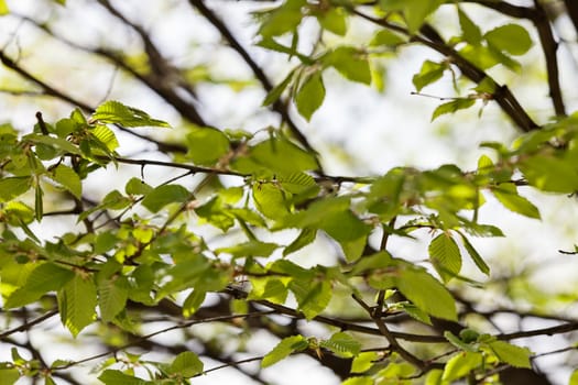 leafy branch in spring in nature, note shallow depth of field