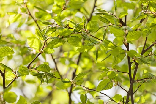 focus on green leaves in nature, note shallow depth of field