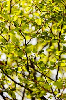 focus on green leaves in nature, note shallow depth of field