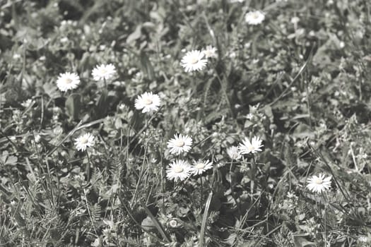 flowers daisies on the grass, note shallow depth of field