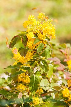  yellow wildflower in nature, note shallow depth of field