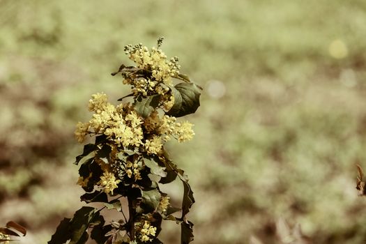  yellow wildflower in nature, note shallow depth of field