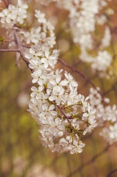 branch with white flowers in nature on the blur background, note shallow dept of field