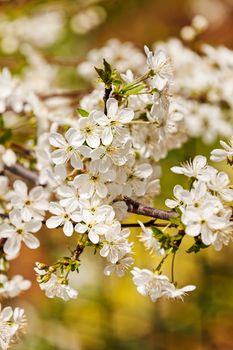 branch with white flowers in nature on the blur background, note shallow dept of field