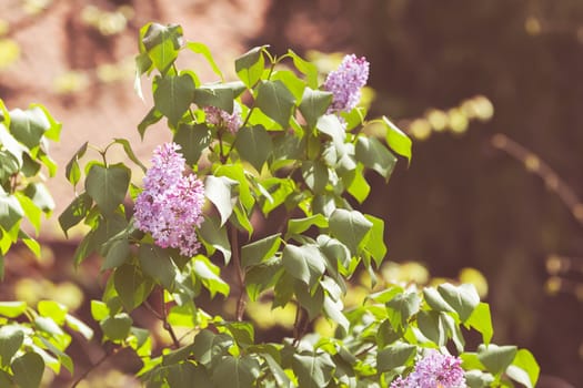 branchs of lilac in bloom, note shallow depth of field