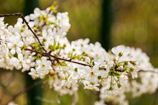 branch with white flowers in nature on the blur background, note shallow dept of field