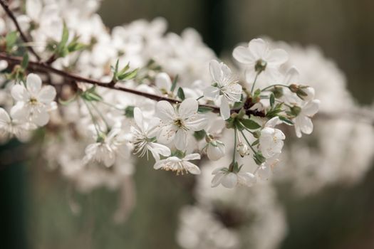 branch with white flowers in nature on the blur background, note shallow dept of field