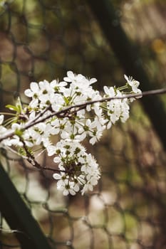 branch with white flowers in nature on the blur background, note shallow dept of field