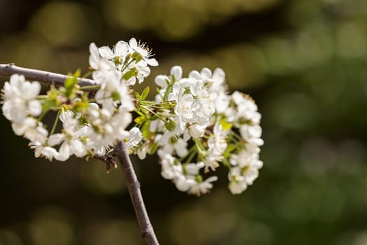 branch with white flowers in nature on the blur background, note shallow dept of field