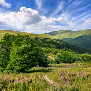 composite summer landscape. Path on the meadow with wild grass and purple flowers leads through the forest up to mountains under the blue sky with clouds
