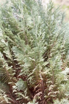 Thuja tree with thick branches, note shallow depth of field