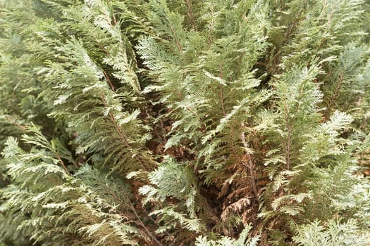 Thuja tree with thick branches, note shallow depth of field