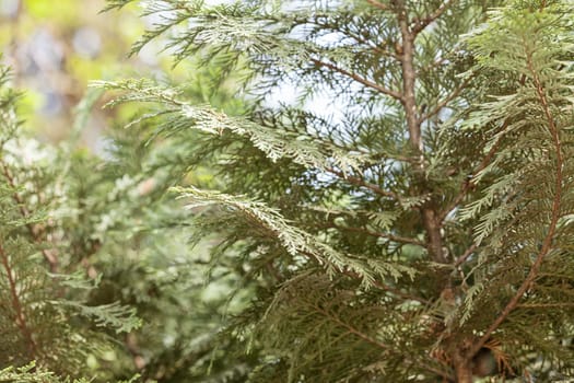 Thuja tree with thick branches, note shallow depth of field