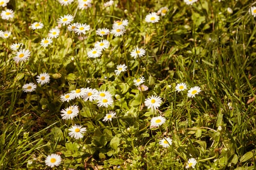 daisies in a meadow, note shallow depth of field