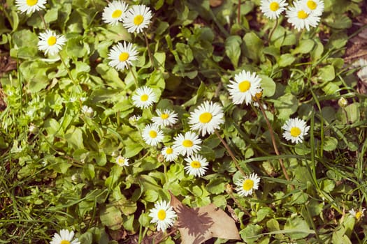 daisies in a meadow, note shallow depth of field