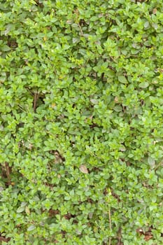 evergreen hedges in the parks, note shallow depth of field