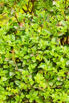 evergreen hedges in the parks, note shallow depth of field