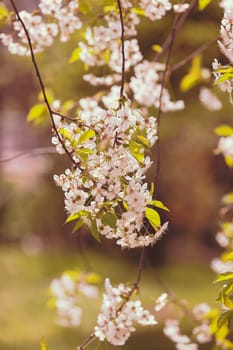 branches with small white flowers  in the spring on the blur  background, note shallow dept of field