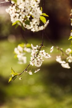 branches with small white flowers  in the spring on the blur  background, note shallow dept of field