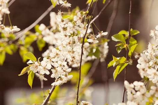 branches with small white flowers  in the spring on the blur  background, note shallow dept of field