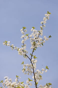 branches with white flowers in nature on the blue background, note shallow dept of field