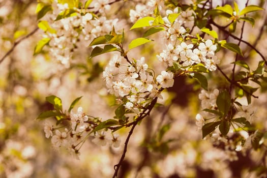 tree with white flowers in the spring on a sunny day, note shallow dept of field