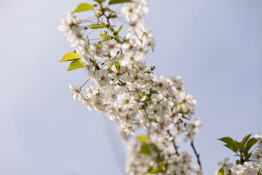 tree with white flowers in the spring on the light background, note shallow dept of field