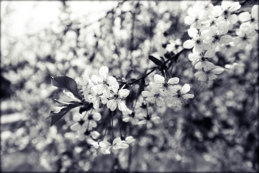 tree with white flowers in the spring on a sunny day, note shallow dept of field