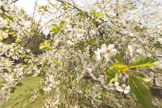 tree with white flowers in the spring on a sunny day, note shallow dept of field