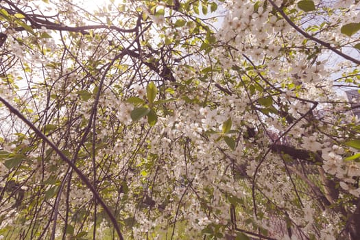 tree with white flowers in the spring on a sunny day, note shallow dept of field