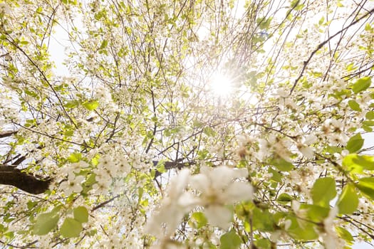 tree with white flowers in the spring on a sunny day, note shallow dept of field