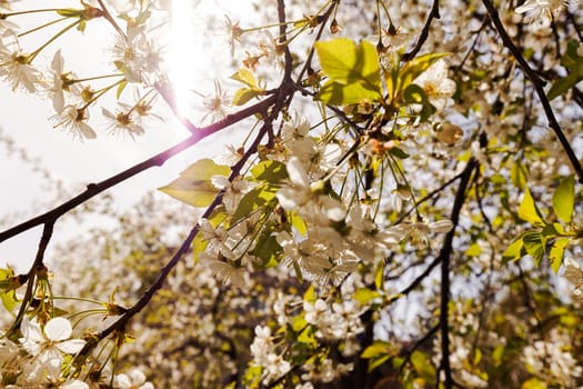 tree with white flowers in the spring on the light background, note shallow dept of field