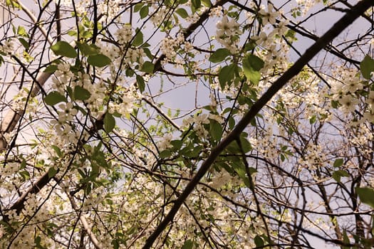 tree with white flowers in the spring on the light background, note shallow dept of field