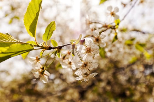 tree with white flowers in the spring on the light background, note shallow dept of field