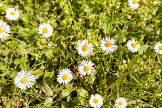 daisies in a meadow, note shallow depth of field