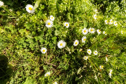 daisies in a meadow, note shallow depth of field