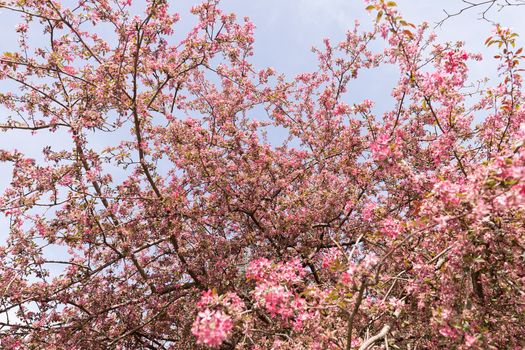 blossomed tree with pink flowers, note shallow depth of field