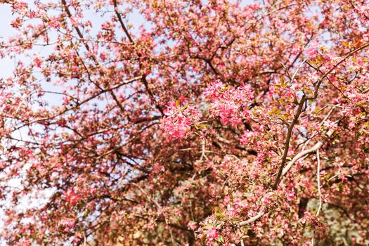 blossomed tree with pink flowers, note shallow depth of field