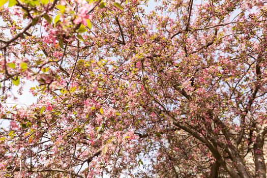 blossomed tree with pink flowers, note shallow depth of field