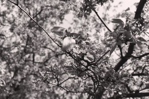 blossomed tree with pink flowers, note shallow depth of field