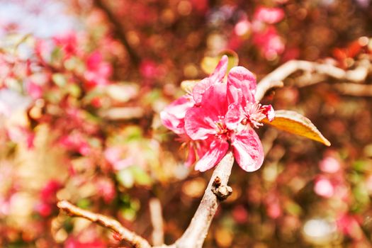 blossomed tree with pink flowers, note shallow depth of field