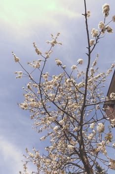 branches with small white flowers  in the spring on the blue background, note shallow dept of field