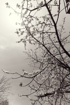 branches with small white flowers  in the spring on the blue background, note shallow dept of field