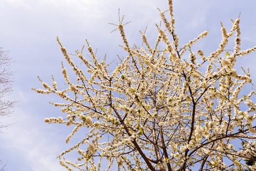 branches with small white flowers  in the spring on the blue background, note shallow dept of field