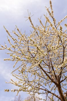 branches with small white flowers  in the spring on the blue background, note shallow dept of field